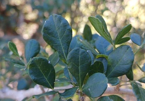 Roughleaf Currantrhus
