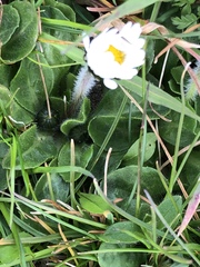 Bellis perennis