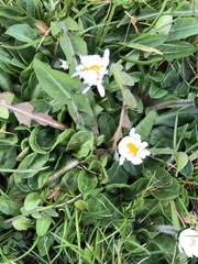 Bellis perennis
