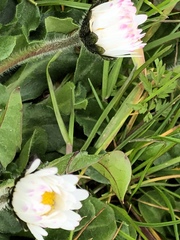 Bellis perennis