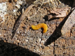 Microplaninae