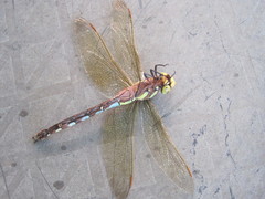 Zosteraeschna minuscula