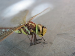 Zosteraeschna minuscula