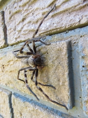 Palystes superciliosus