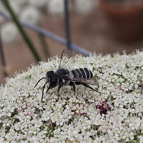 Megachile sidalceae