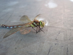 Zosteraeschna minuscula