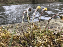 Tussilago farfara