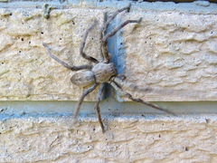 Palystes superciliosus