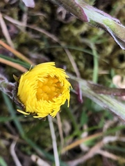 Tussilago farfara