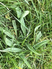Plantago lanceolata