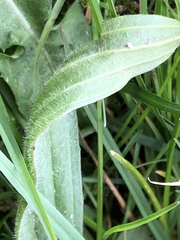 Plantago lanceolata