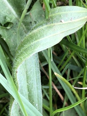 Plantago lanceolata