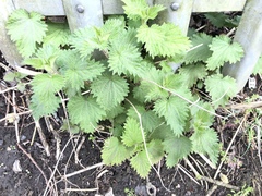 Urtica dioica