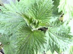 Urtica dioica
