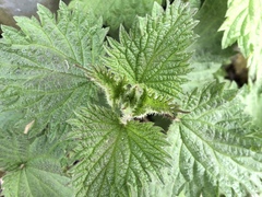 Urtica dioica