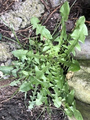 Taraxacum officinale