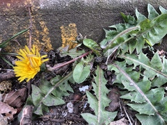 Taraxacum officinale