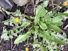 Taraxacum officinale