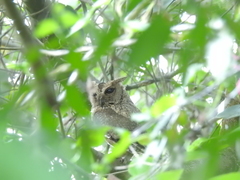 Otus bakkamoena