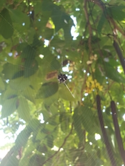 Gasteracantha sacerdotalis