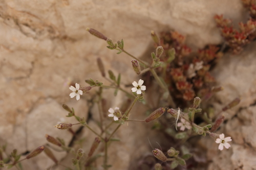 Silene sedoides, photograph 6
