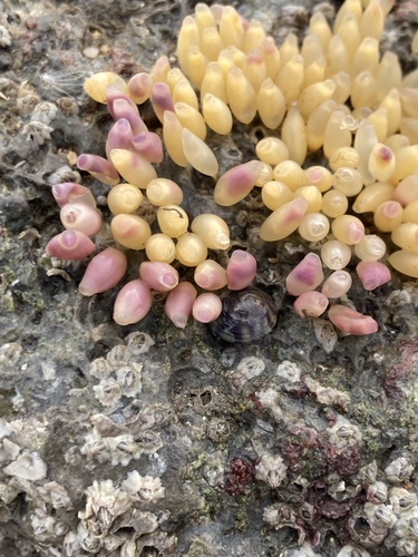 Nucella lapillus