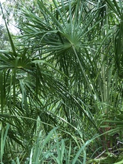 Livistona decora