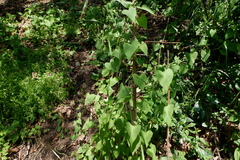 Fallopia dumetorum