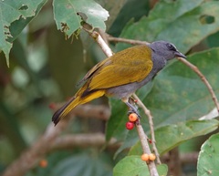 Rubigula cyaniventris