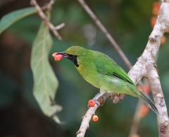 Chloropsis cyanopogon