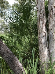 Livistona decora