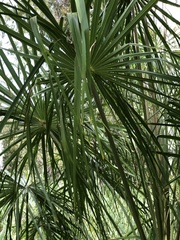Livistona decora