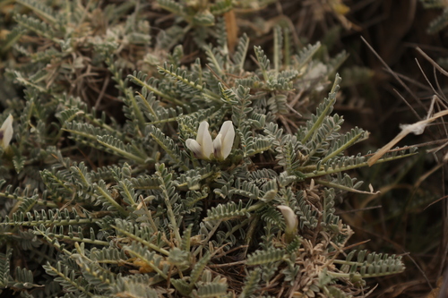 Astragalus tragacantha, photograph 1