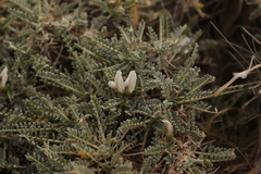 (c) Léo Souillard, some rights reserved (CC BY) Astragalus tragacantha, photograph (c) Léo Souillard, some rights reserved (CC BY)