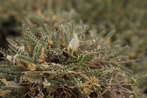 Astragalus tragacantha, photograph 2