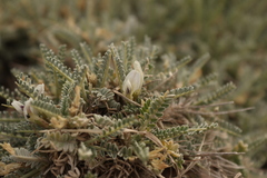 (c) Léo Souillard, some rights reserved (CC BY) Astragalus tragacantha, photograph (c) Léo Souillard, some rights reserved (CC BY)