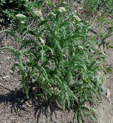 Achillea pannonica