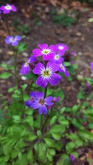 Malcolmia maritima