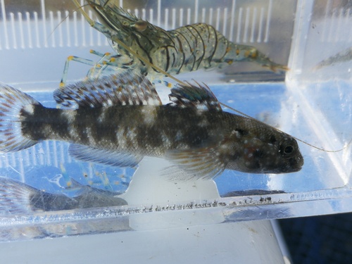 Mauligobius maderensis