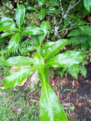 Tabernaemontana pandacaqui