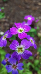 Malcolmia maritima