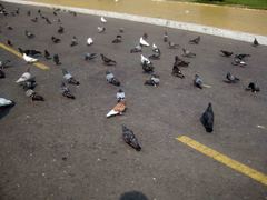 Columba livia domestica