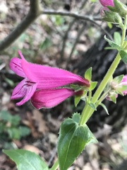 Penstemon triflorus