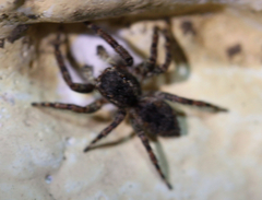 Mexigonus
