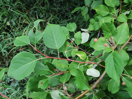 Siberian crabapple