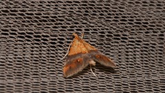 Tetracona amathealis