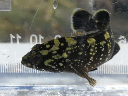 Epinephelus marginatus