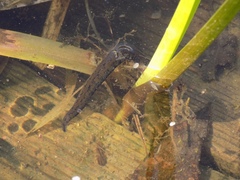Haemopidae
