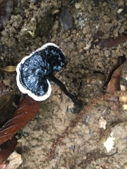 Sanguinoderma rugosum