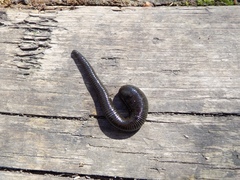 Haemopidae